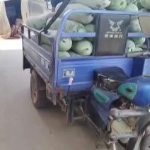 精品白皮冬瓜大量上市保质保量一手货源耐运输