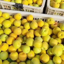 麦黄杏纯甜口