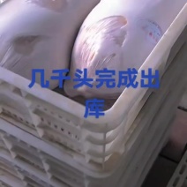 【烤乳猪】新鲜现发工厂直供量大从优