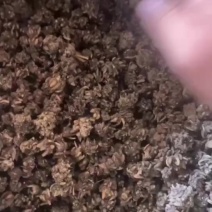 尖爪猫爪草