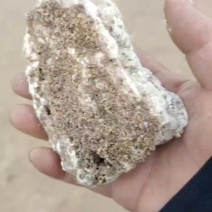 海滩天然龙涎香