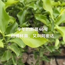 阿密达苗