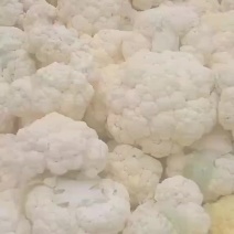 加工厂石菜200亩，价格超便宜想加工的打电话