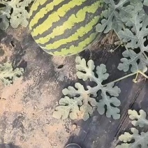 盖县锦王西瓜