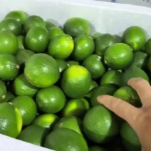 塔希提无籽青柠