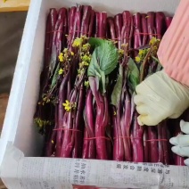 红苔菜