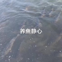 鲈鱼可以预定咯