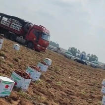 红薯正宗六鳌蜜薯地瓜沙地一件代发10斤包邮批发代办实力