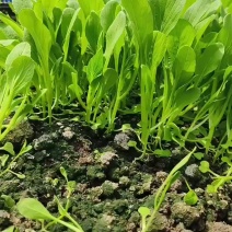 鸡毛菜毛毛菜小青菜小毛菜精品毛毛菜