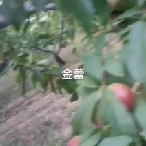 金蕾油桃大量上市，二茬果15/16号成熟，欢迎老板提前来