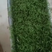 人工驯化大灰藓规则方块30×60。