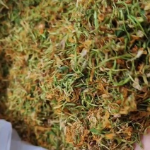 广西金银花五彩花产地直发品质保障量大优惠