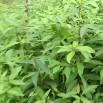 木姜子苗