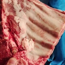 多肉猪小排大量现货量大从优