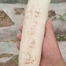 有点虫眼价格美丽