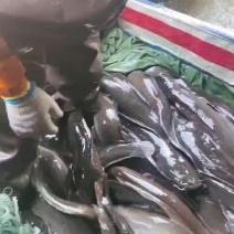 胡子鲶