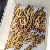 红芽姜大量现货供应一手货源全国发货欢迎来电咨询