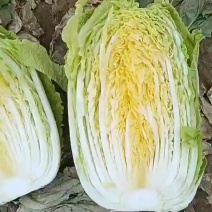 河北保定产区，黄心白菜，颜色绿，菜型好，内部金黄