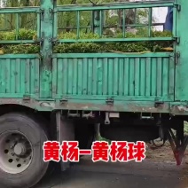 东北朝鲜小叶黄杨