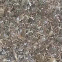 河蟹苗扣蟹