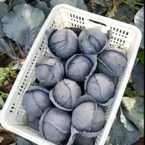 【欢迎来电】河北紫甘蓝，全国各地供应，大量有货！