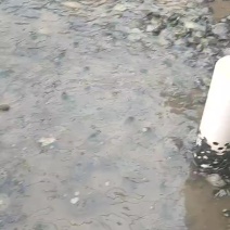 黄沙鳖苗
