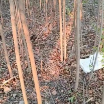 三公分小成黑杨树苗