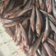 黑龙江精品棍子鱼大量上市需要的老板来