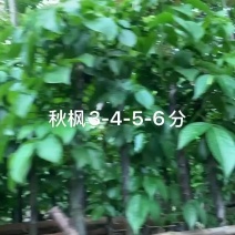 秋枫3-4-5-6公分大量低价出售绿美优选品种