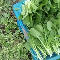 青菜，毛白菜，鸡毛菜，广东菜心，红米线，空心菜，大量有货