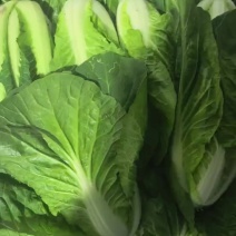 精品毛白菜，快菜，杭白菜，