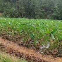 想定的可以来