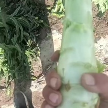 兰州高原夏菜质量好颜色正