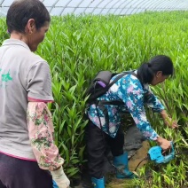 翠芦莉苗木清理