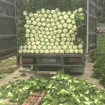 黄心白菜