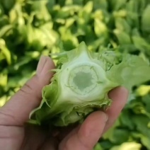 精品油麦