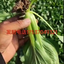 常年供应价格不高欢迎新老客户砸单