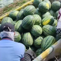 甜王西瓜8斤打底9成熟1茬