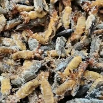 爬狗虫。