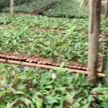 油茶苗新苗