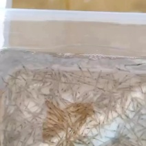 （新品种）基地直供斑节虾苗提供养殖技术支持