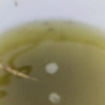 对虾纯一代苗