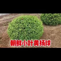 朝鲜小叶黄杨球