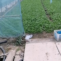 鸡毛菜