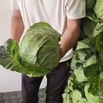 韩美绿球松软形甘蓝