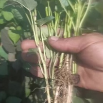 烟薯苗