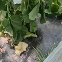 自产自销，玉姑九红瑞伊丽莎白，10万斤，适合赶大集，商超