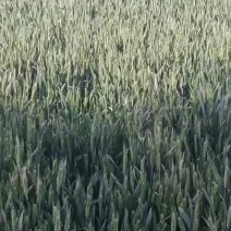 富硒小麦