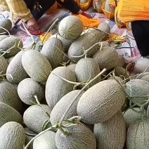 山东莘县绿哈密瓜，小蜜25，产地直采代发全国，大量有货