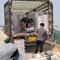 河北保定精品L600西瓜产地直发现采现发可协助找车